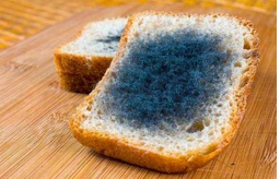 黃曲霉毒素對人體有哪些危害？